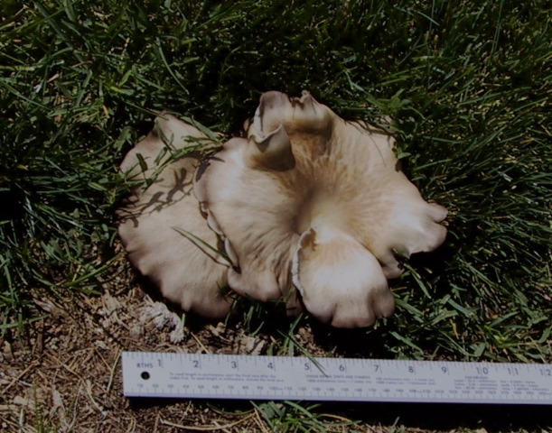Oyster Mushroom 1